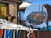 Пес живе на даху магазина на Рівненщині (ВІДЕО)