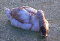 На Рівненщині замерзли лебеді (ФОТО)