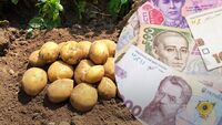 В Україні різко переписали ціни на картоплю: скільки тепер коштує і чи буде знову по 5 грн/кг