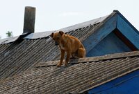 Собаку - з даху знімали на Рівненщині рятувальники