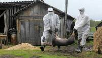Через спалах інфекції на Буковині знищать 21 тисячу свиней. Чий злий умисел? 