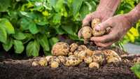 Тридцять відер з сотки: назвали найурожайніші сорти картоплі, що довго зберігаються