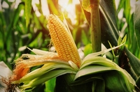 Фермери Рівненщини сіють «спонсорську» кукурудзу 