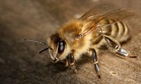 Чому 12 травня людину має вкусити бджола