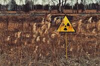 У Чорнобилі знайшли тварин, на яких не вплинула радіація
