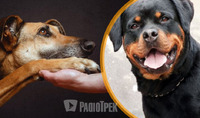 Любов та вірність на все життя: експерти назвали 5 найвідданіших порід собак (ФОТО)