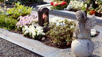 Підходять для цвинтаря: які квіти варто саджати на могилі? 