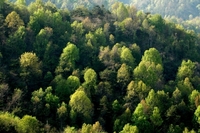 Ліси Рівненщини під загрозою 