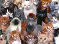 Коти рівнян і рівняни з котами: найкумедніші фото