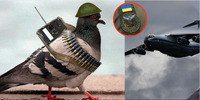 Військовий «Іл-76» біля Іваново збила пташка з України? Від удару відвалився двигун (ВІДЕО)