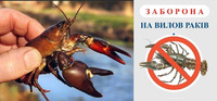 Штраф понад 3000 грн за одного: по Рівненщині вводять заборону на вилов раків