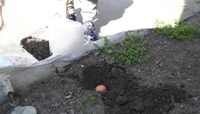 Що робити зі знайденим на городі курячим яйцем: народні прикмети