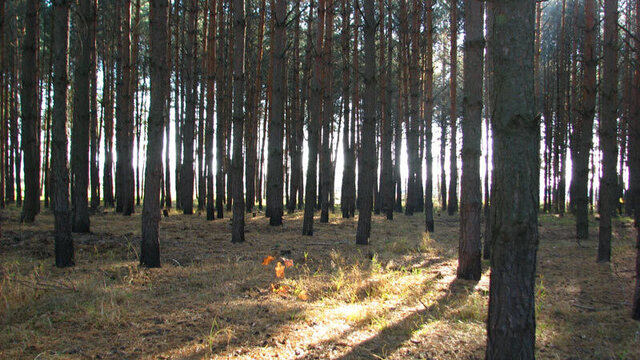 Фото ілюстративне, з відкритих джерел