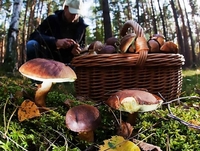 По той бік «тихого полювання»: безпечні та небезпечні гриби