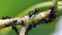 Як назавжди позбутися мурах: дієві поради для дачників 