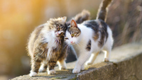 Обожнюють чистоту: ТОП-4 породи котів, які стануть ідеальним варіантом для дому 