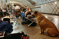 Три способи заспокоїти собаку під час вибухів — прості поради для власників