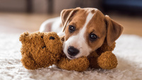 ТОП-7 порід собак, які підійдуть для життя у квартирі (ФОТО)