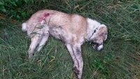 Голову відправили на експертизу: на Рівненщині застрелили собаку