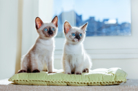 Три породи котів, які сприяють добробуту