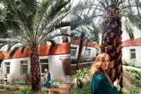 Величезні пальми ростуть прямо в м. Рівне: ви не повірите – де (6 ФОТО)