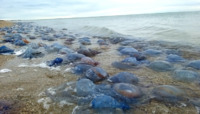 Мільйон медуз викинуло на берег Чорного моря (ФОТО)