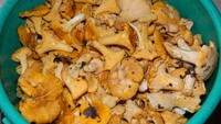 Які гриби на Рівненщині користуються попитом у заготівельників