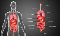 ШОК – науковці назвали 5 органів, які не потрібні людині