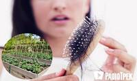 Волосся із гребінця більше не проблема - воно згодиться на городі (ВІДЕО)