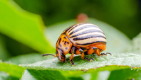 Як назавжди позбутися колорадських жуків: Дієві секрети городників