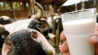 Через катастрофічну нестачу молока на прилавках зростає кількість імпортної молочки