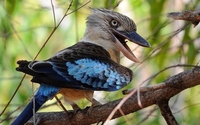 Птах Кукабарра співає так, що стає моторошно і хочеться тікати (ВІДЕО)