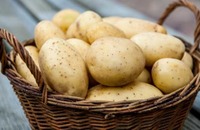 «Картопля має бути», - головний фермер Рівненщини