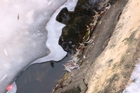  Порятунок риби: водойму на Лебединці «накачуватимуть» киснем 
