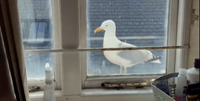 Британка скаржиться на чайку, яка лякає і стежить за нею щодня з вікна ванни