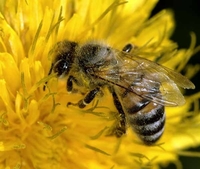 Чому наші предки боялись рахувати бджіл: народні прикмети на 2 липня