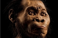 Як змінилося людське обличчя за 6 мільйонів років
