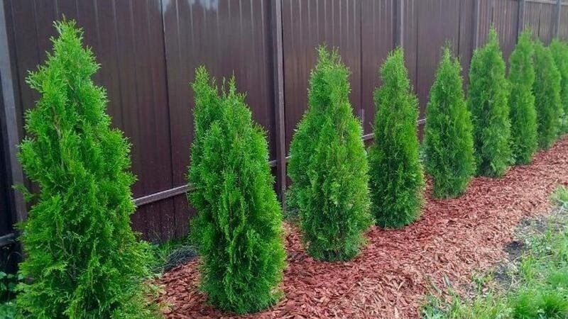 Саджанці туї: надійний вибір для озеленення та створення живоплоту