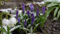 Мокрий сніг з дощем синоптики прогнозують на Рівненщині 