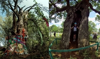 «Святі Дерева» Рівненщини та Найстаріша Тополя Європи (9 ФОТО)
