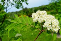 Що потрібно скуштувати 12 червня, щоб притягнути багатство: народні прикмети