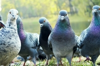 Екзотичного птаха помітили українці у зграї голубів (ФОТО)