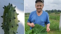 Диво-огірки вирощує пенсіонер із Рівненщини. Деякі – зі справжніми шипами (ФОТО)