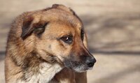 Морила голодом своїх собак жінка на Рівненщині (ВІДЕО)