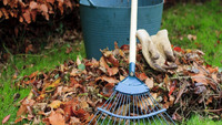 Останнє осіннє оброблення саду: що слід обов'язково зробити після опадання листя?