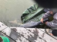 Рибу з величезним довгим носом на 15 кг зловили на Рівненщині (6 ФОТО)