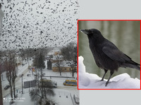 Нашестя ворон: Рівне заполонили птахи довголіття (ФОТО/ВІДЕО)

