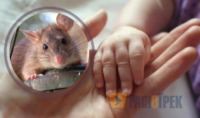 На Рівненщині малюка забрали в лікарню: кажуть, наївся отрути від щурів