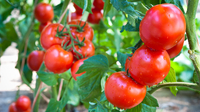 Втратите весь врожай: 10 рослин, які не можна садити поруч із помідорами