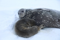 Перше у 2020 році дитинча тюленя народилося на станції «Академік Вернадський»